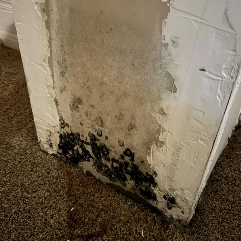Professional Mold Removal in New Richmond, WI